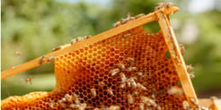 Eastman™ n-Butyric Anhydride for Bee Removal thumbnail