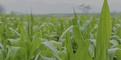 DuPont Methocel™- DE thumbnail
