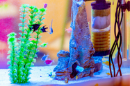 Aquariums.png